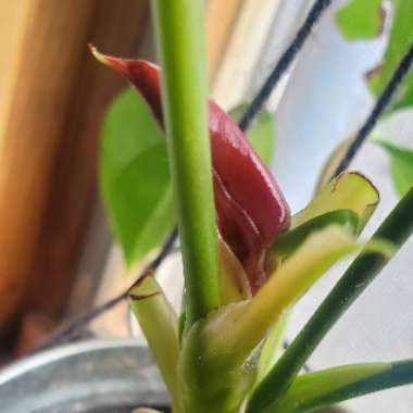 Anthurium (Andraeanum Group)  syn. Anthurium andraeanum