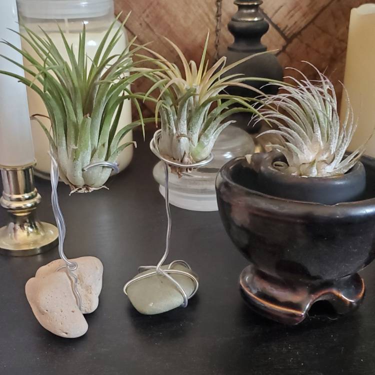 plant image 1574293