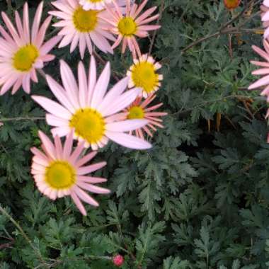 Michelle's garden