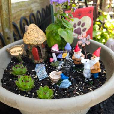 Michelle's garden
