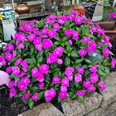 Impatiens Sunpatiens Purple 