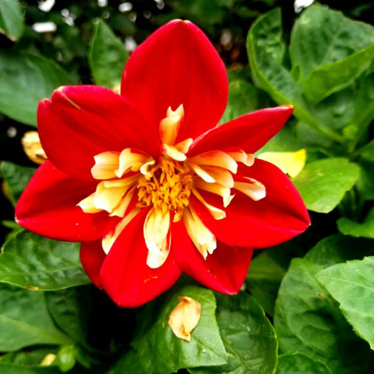 plant image 531988