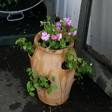 Plant image Impatiens walleriana 'Dezire Pink'