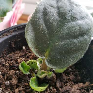 Streptocarpus sect. Saintpaulia  syn. Saintpaulia