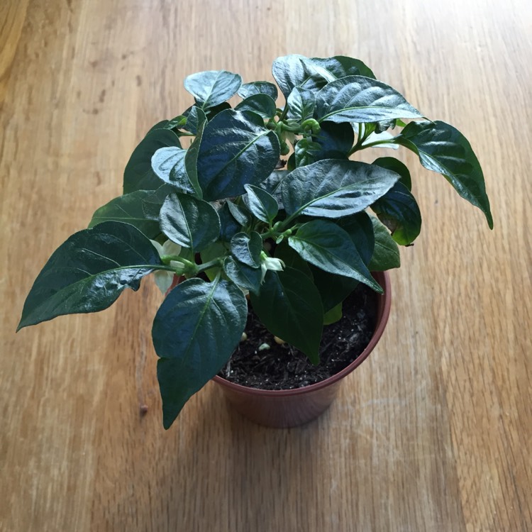 Plant image Capsicum Chinense 'Habanero'