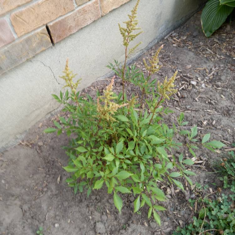Plant image Astilbe 'Chocolate Kiss'