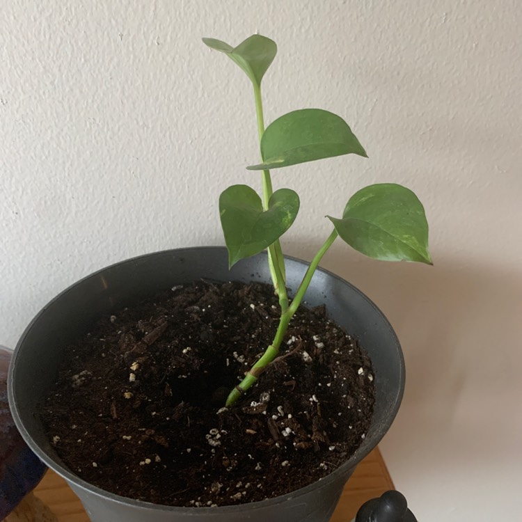 Plant image Cissus rhombifolia