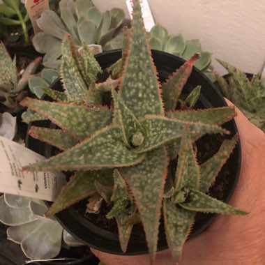 Aloe 'Franco' syn Aloe 'Lime Fizz'