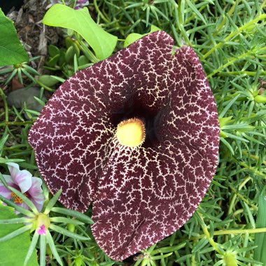 Monica's garden