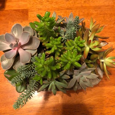 Monica's garden