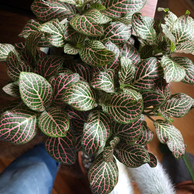 Plant image Fittonia Verschaffeltii 'Pink Angel'