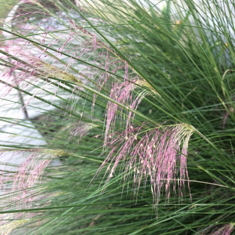 plant image 876258