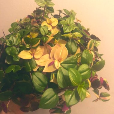 Abbie's garden