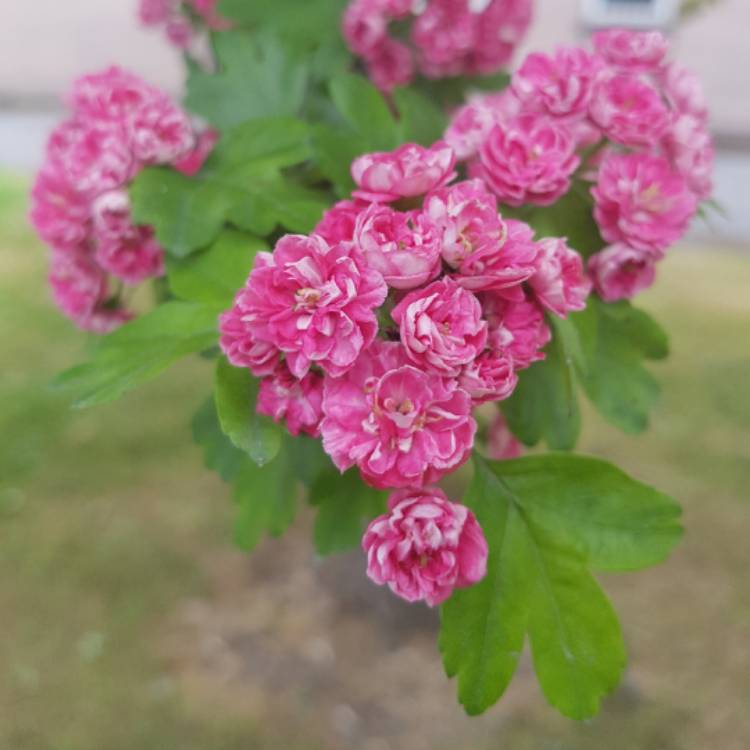 Plant image Crataegus x media 'Rubra Plena'