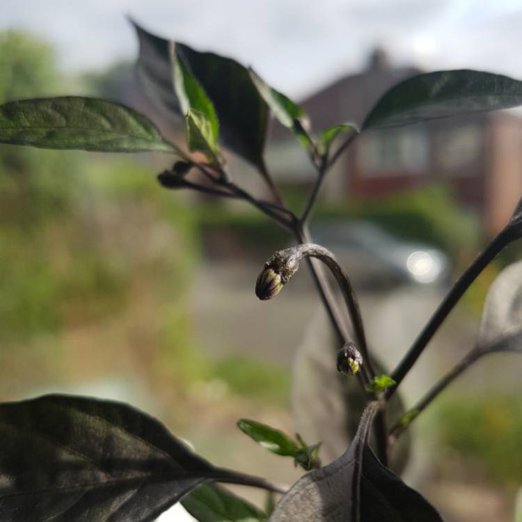 plant image 410820