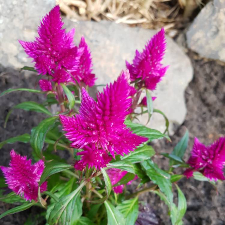 Plant image Celosia argentea 'Venezuela'