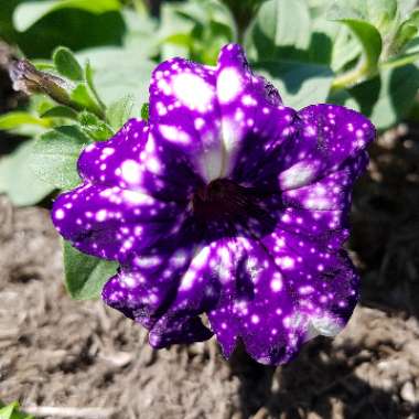 Petunia 'Kleph15313' syn. Petunia 'Night Sky', Petunia 'Headliner Night Sky'