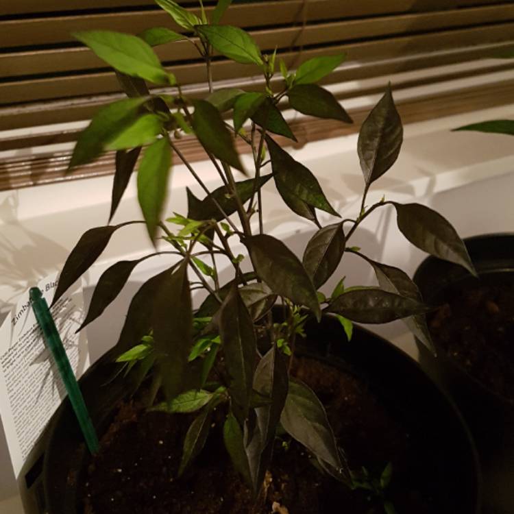 Plant image Capsicum annuum 'Zimbabwe Black'