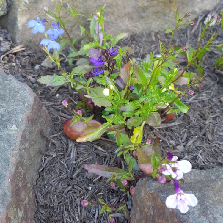 plant image 451114