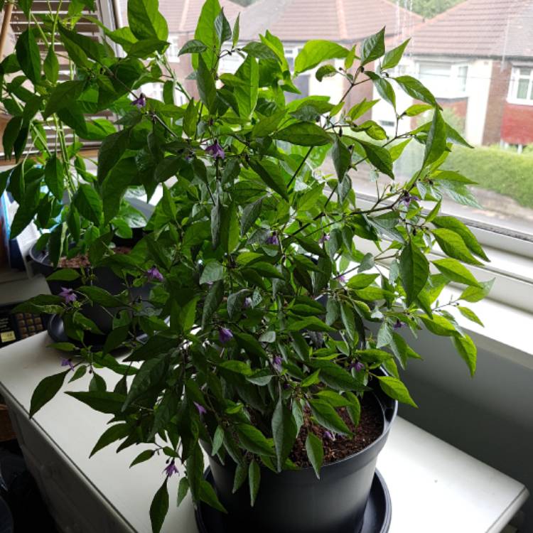 plant image 461569