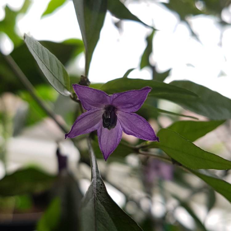 plant image 461572
