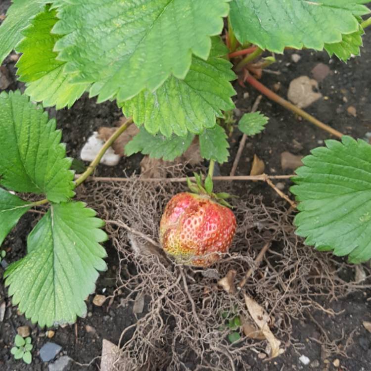 plant image 465105