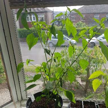 Chilli Pepper 'Habanero'