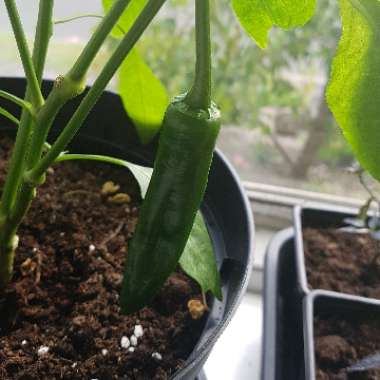 Chilli Pepper 'Habanero'