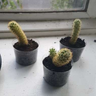 Abbie's garden