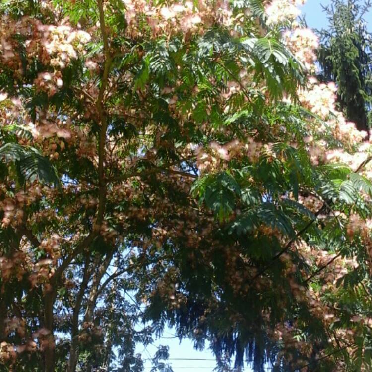 plant image 193240