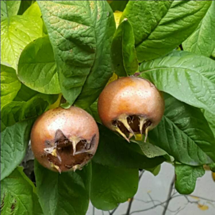 plant image 265835
