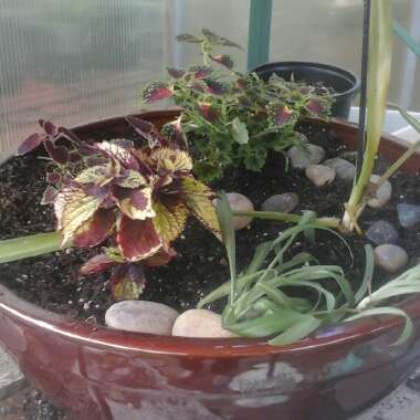 Solenostemon scutellarioides  syn. Plectranthus scutellarioides, Coleus scutellarioides, Coleus blumei