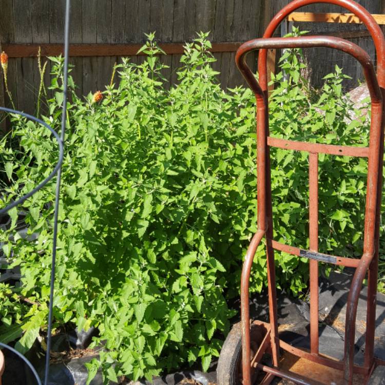 plant image 454759