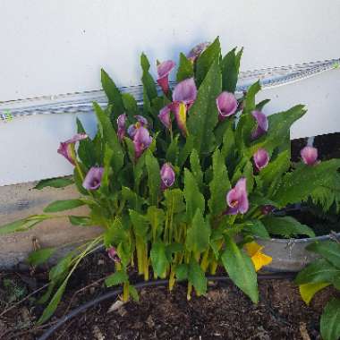 Zantedeschia rehmannii