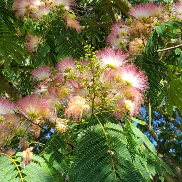plant image 491367