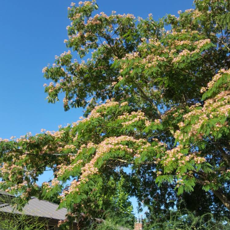 plant image 491368