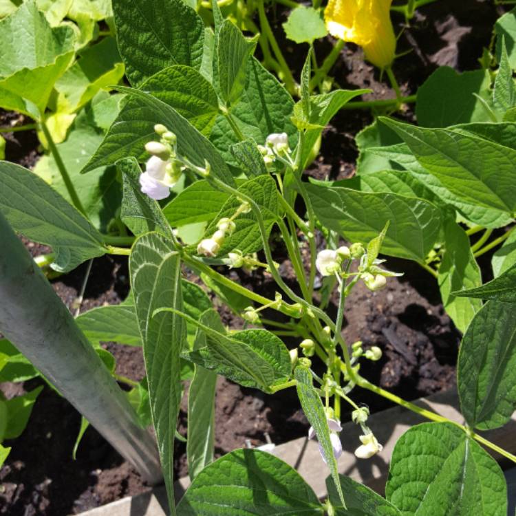Plant image Phaseolus vulgaris 'Kentucky Wonder'