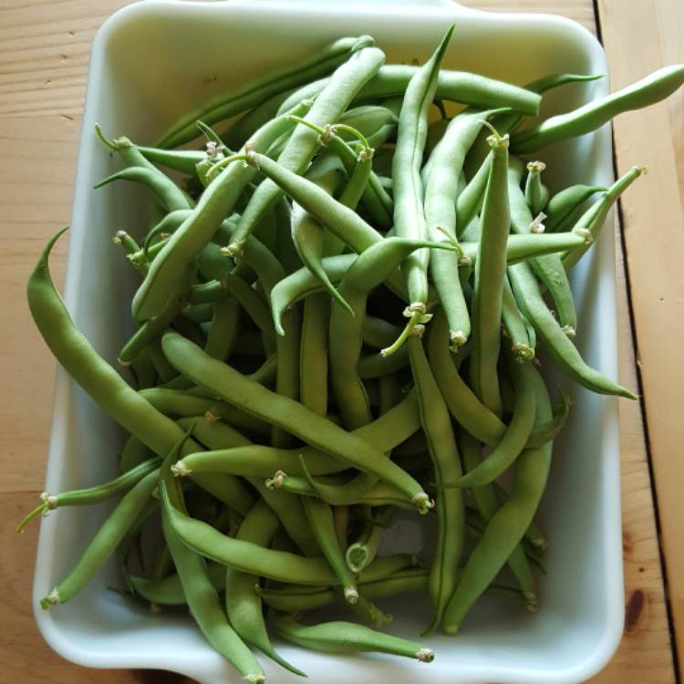 plant image 512660