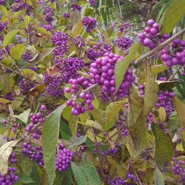 Callicarpa Americana