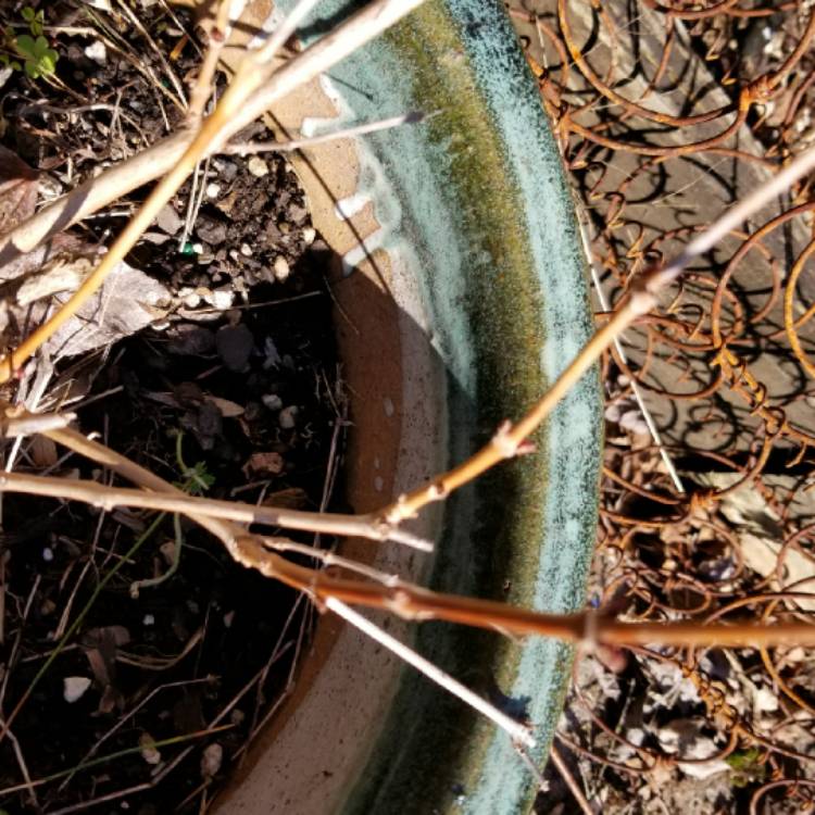 plant image 636570