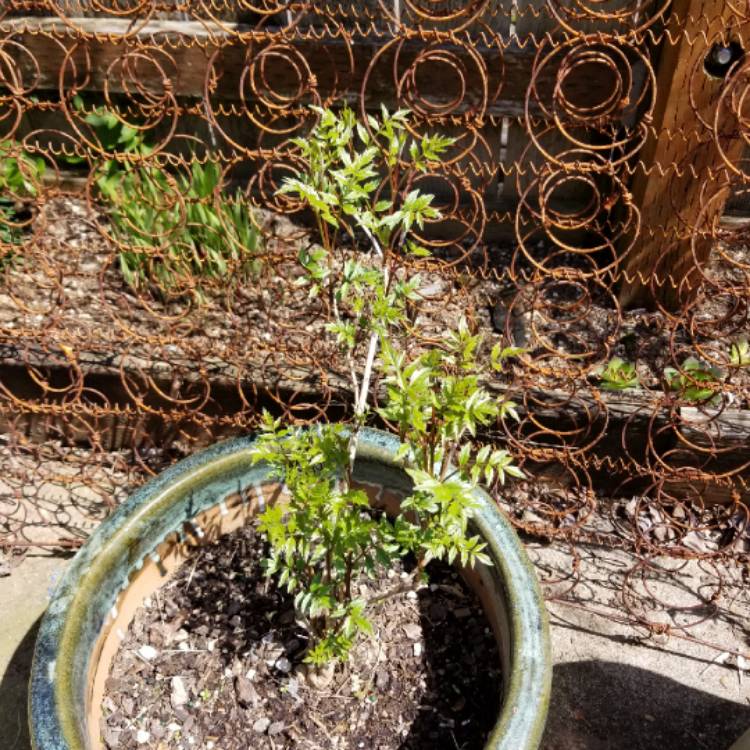 plant image 676854