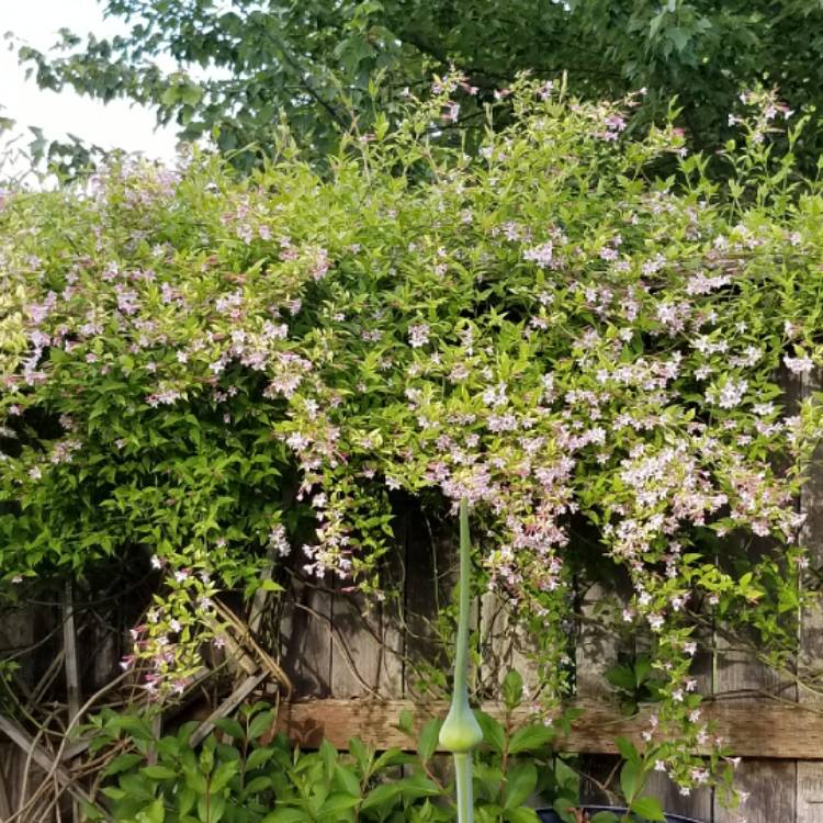 Plant image Trachelospermum asiaticum 'Pink Showers'