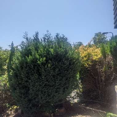 Mo's garden