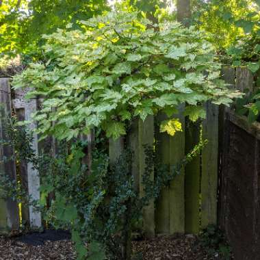 Mo's garden