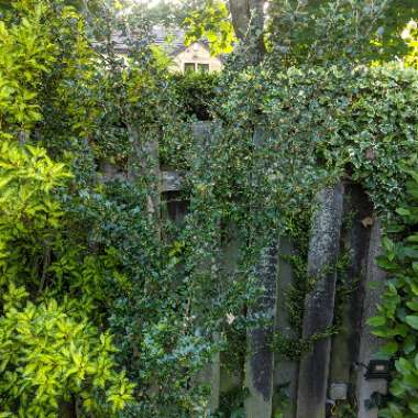 Mo's garden