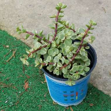 Portulacaria Afra Variegata