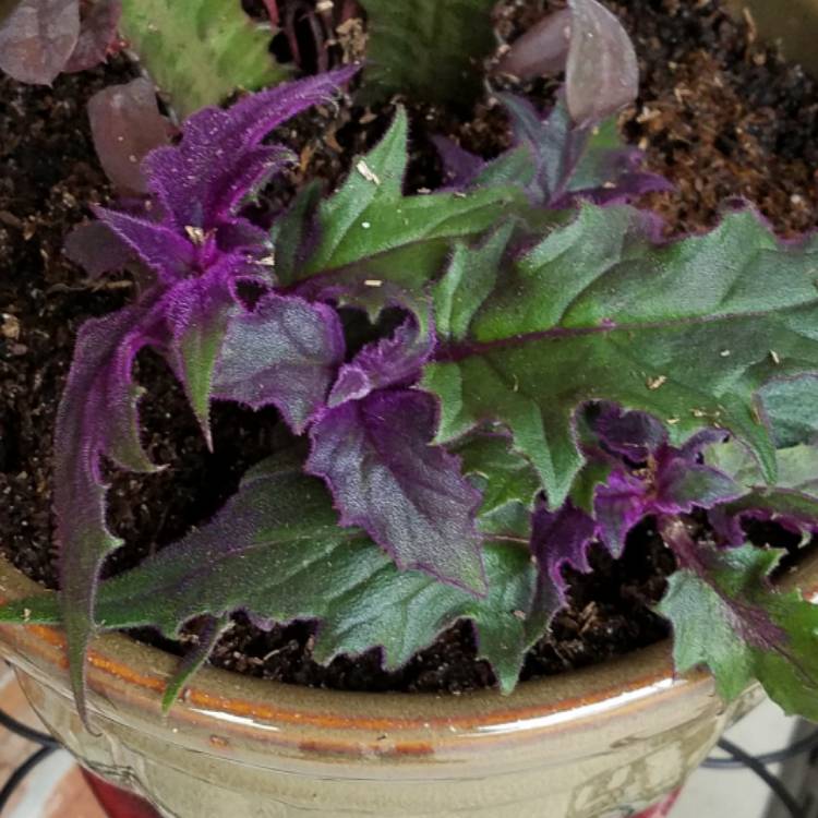 plant image 333431