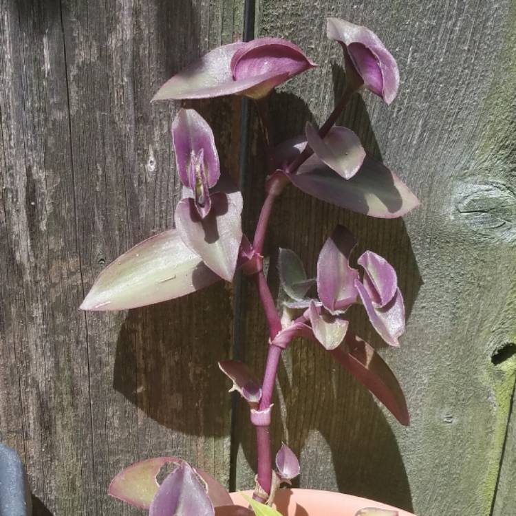 plant image 502088