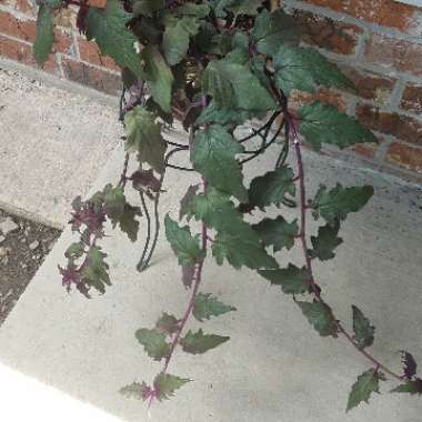 Purple Passion Plant