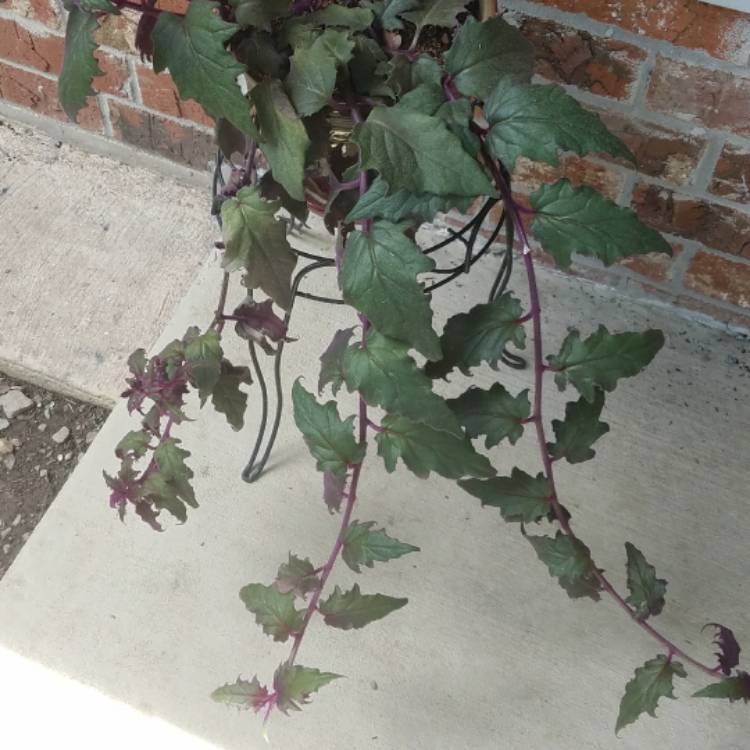 plant image 502260